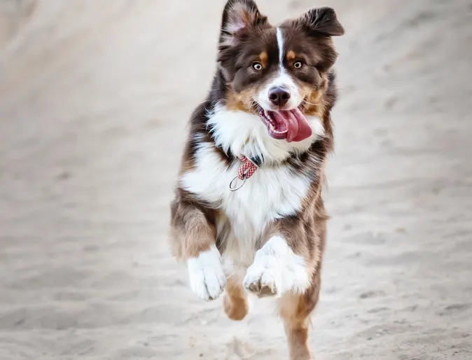 Dog running on the beach with their tongue out. 